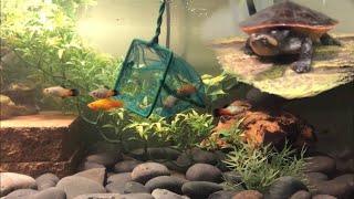 Setting up a Community Pink Bellied Sideneck Turtle Tank [upl. by Landbert]