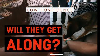 How To Safely Introduce Dogs  You Wont Believe What Happens Next [upl. by Chevalier]