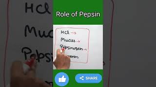 Role of Pepsin in our Stomach  shorts trending  Pepsin [upl. by Santiago902]