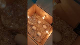 New Egg Incubator incubator viral trending hatching [upl. by Denzil]