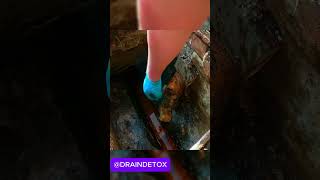 man takes off drain COVER and finds DRIED UP  draincleaning drainage cloggeddrain plumbing [upl. by Mudenihc326]