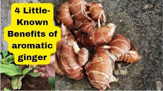 4 Benefits of Galangal for Body Health a legacy from our ancestors [upl. by Eintroc]