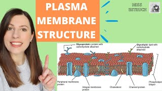 PLASMA MEMBRANE structure and function Phospholipid bilayer for Alevel Biology Fluidmosaic model [upl. by Avika]