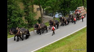 Pichelsteiner Festzug 2017  20 Minuten mit dem 10er Zug durch die Stadt Regen [upl. by Proulx]