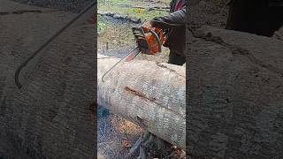 Cutting large Albasia woodwoodwoodworkingshorts [upl. by Ottie]