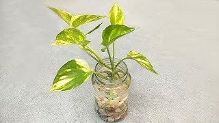 Best way to grow money plant indoors  Grow cuttings from plants  Grow in water [upl. by Ailongam]