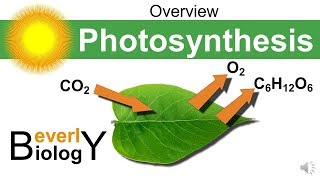 3d animation of photosynthesis light reaction Dark reaction calvin cycle [upl. by Aihsek]