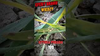 EFEKT BRAKU WIEDZY  HEKTAR WIEDZY  SZYBKA PORADA 199 [upl. by Yddur856]