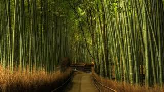 Sagano Bamboo Forest – Kyoto Japan [upl. by Sredna]