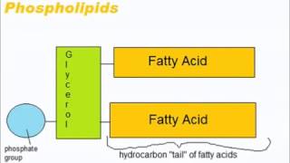 Lipids  A Level AS Biology Revision [upl. by Cicily]