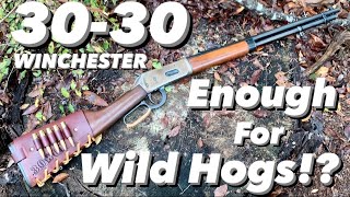 3030 Winchester Good For Feral Hog Hunting amp why Lever Actions are great hog rifles [upl. by Torre]