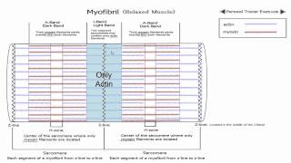 Sliding Filament Theory Part 1 NSCA Certification [upl. by Jaela1]