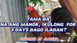 TAMA BA NA ANG MANOK IKULONG FOR 3 DAYS BAGO ILABAN [upl. by Assetnoc]