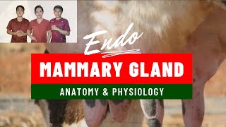 VET ENDO  Mammary Gland Anatomy amp Physiology  Student Output [upl. by Monney118]