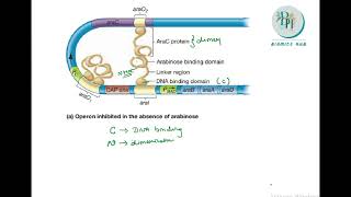 Arabinose operon Ara operon system Regulation Molecular biology Biomics hub [upl. by Carleton374]