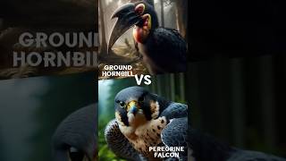 Epic Battle Ground Hornbill vs Peregrine Falcon shorts animals animalbattle [upl. by Ronen391]