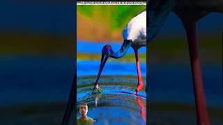 Brid Catch Fish 😮shorts fish fishing gedget [upl. by Anattar]