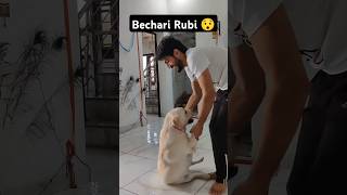 Rubi Pakdi Gayi 😉 ll labra rubi ll youtubeshorts shorts labrador doglover funny viralshort [upl. by Zullo]