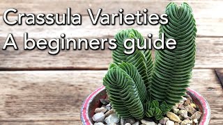 Crassula Varieties  A beginners guide [upl. by Kallick]