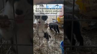 Puppies first time at the Farm Part 1 bordercollie farm sheep farmlife herd sheepdog puppies [upl. by Airdnaxela]