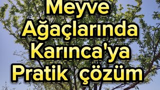 MEYVE AĞAÇLARINDA KARINCAYA PRATİK ÇÖZÜM 1 [upl. by Adnuhsal]