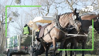 Des calèches collectent les sapins de Noël des habitants de MaisonsLaffitte [upl. by Nnil]