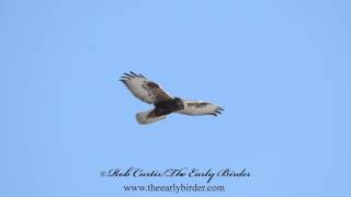 ROUGHLEGGED HAWKS hovering Buteo lagopus [upl. by Caylor]