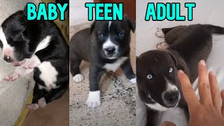 Pitbull amp Huksy Mix GROWING UP quot1year in 2minutesquot PITSKY [upl. by Northrup]