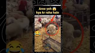 Har jhund mein mada bhedi ka mahattv sheep goat goatfarming sheepfarming bakripalan shorts [upl. by Kolk]