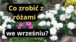 RÓŻE te zabiegi warto zrobić a tych nie należy robić we wrześniu odmiany róż w moim ogrodzie [upl. by Akerehs]