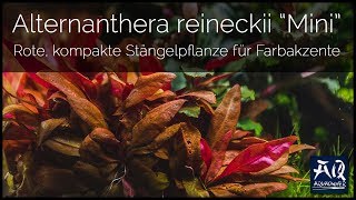 Alternanthera reineckii Mini vorgestellt  AquaOwner [upl. by Ayekam]