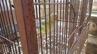 indian rose Ringneck parrot making fun with male try sound different noising [upl. by Etnohc]