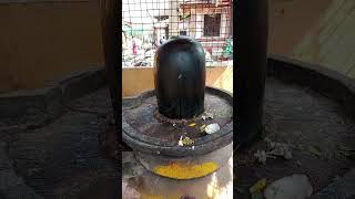 Gokarna Mahabaleshwar Temple amp Beach shivtemple gokarna travel youtubeshorts shortsfeed [upl. by Junie875]