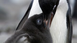 Penguin Siblings Race For Food  Growing Up Wild  BBC Earth [upl. by Rakabuba]