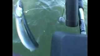 My Biggest Monster Tyee Salmon Ever trolling downrigger [upl. by Flanigan]