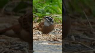 食事中のホオジロEmberiza cioides eating438野鳥shorts [upl. by Friend]