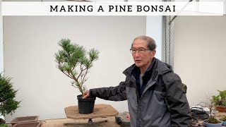 How To Make A Pine Bonsai [upl. by Melliw]