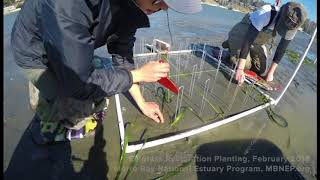 Eelgrass Restoration Planting February 2018 [upl. by Nilahs]