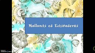 I Molluschi e gli Echinodermi [upl. by Marba]