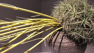 Ikebana Sogetsu exhibition 2019 Tokyo Takashimaya [upl. by Ahsenyt205]