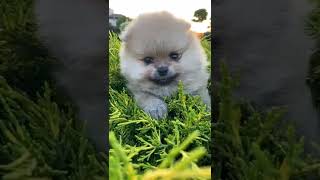 Cutest Toy Pomeranian Pom Dog Funny Puppy ever [upl. by Ylle]