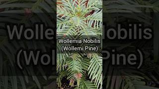 Plant Profile Wollemia Nobilis Wollemi Pine [upl. by Clie266]