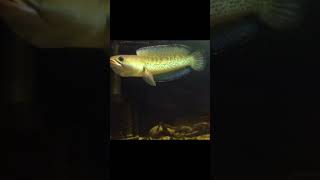 Mancing Tv  mancingtv fishing fishingvideo fish fishinglife fishvideo [upl. by Eiramlehcar]