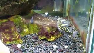 Figure 8 Puffer Tetraodon biocellatus in My Brackish Aquarium [upl. by Bekki]