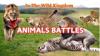 Animals Battles In Wild Big cats Battles In WildIncredible Wild world foryou animals [upl. by Tuppeny614]