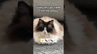 Guess my cats name from the emoji  quiz 🤫 [upl. by Wilonah]