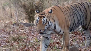 TadobaAndhari Tiger Reserve Matakasur Male Tiger [upl. by Denny62]