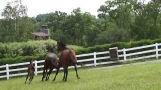 Mare steals Foal [upl. by Conal]