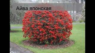 Айва японская [upl. by Cost]