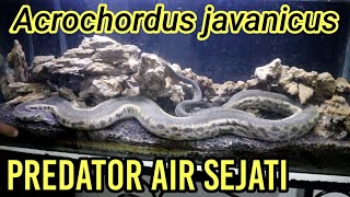 THE REAL MONSTER AIR Acrochordus javanicus [upl. by Kcirted]